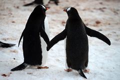 07B Two Gentoo Penguins Holding Hands On The Ridge Above Neko Harbour On Quark Expeditions Antarctica Cruise.jpg